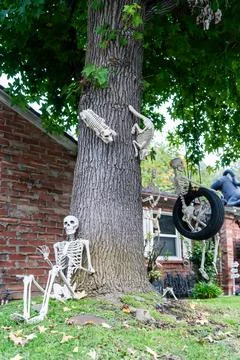 Funny Skeleton Decorations Hanging on Tree for Halloween Stock Photos