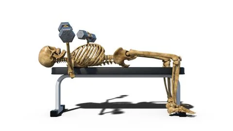 Funny skeleton lifting weights on bench, human skeleton exercising on white Stock Illustration