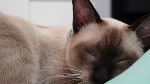 Funny sleeping cat perfect dream in the bed Stock Footage 148905543