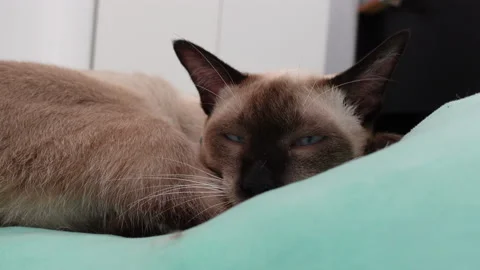 Funny sleeping cat perfect dream in the bed Stock Footage 149353675