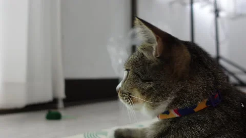 Funny sleeping cat perfect dream Stock Footage 149354030