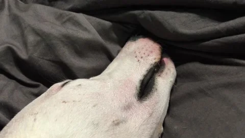 Funny sleeping dog Stock Footage 169963464