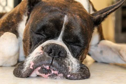 Funny sleeping dog Stock Photos