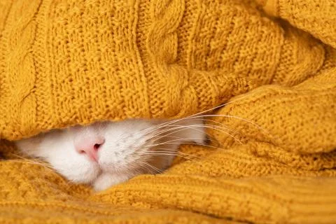 A funny sleepy cat is preparing for a cold autumn, winter. Home comfort Stock Photos