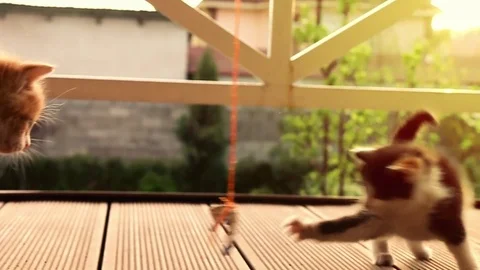 Funny slow motion shot of a ginger kitten jumping on a spotty one 動画素材 77863775
