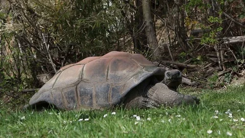 Funny slow motion of a turtle winking Stock Footage 89144910