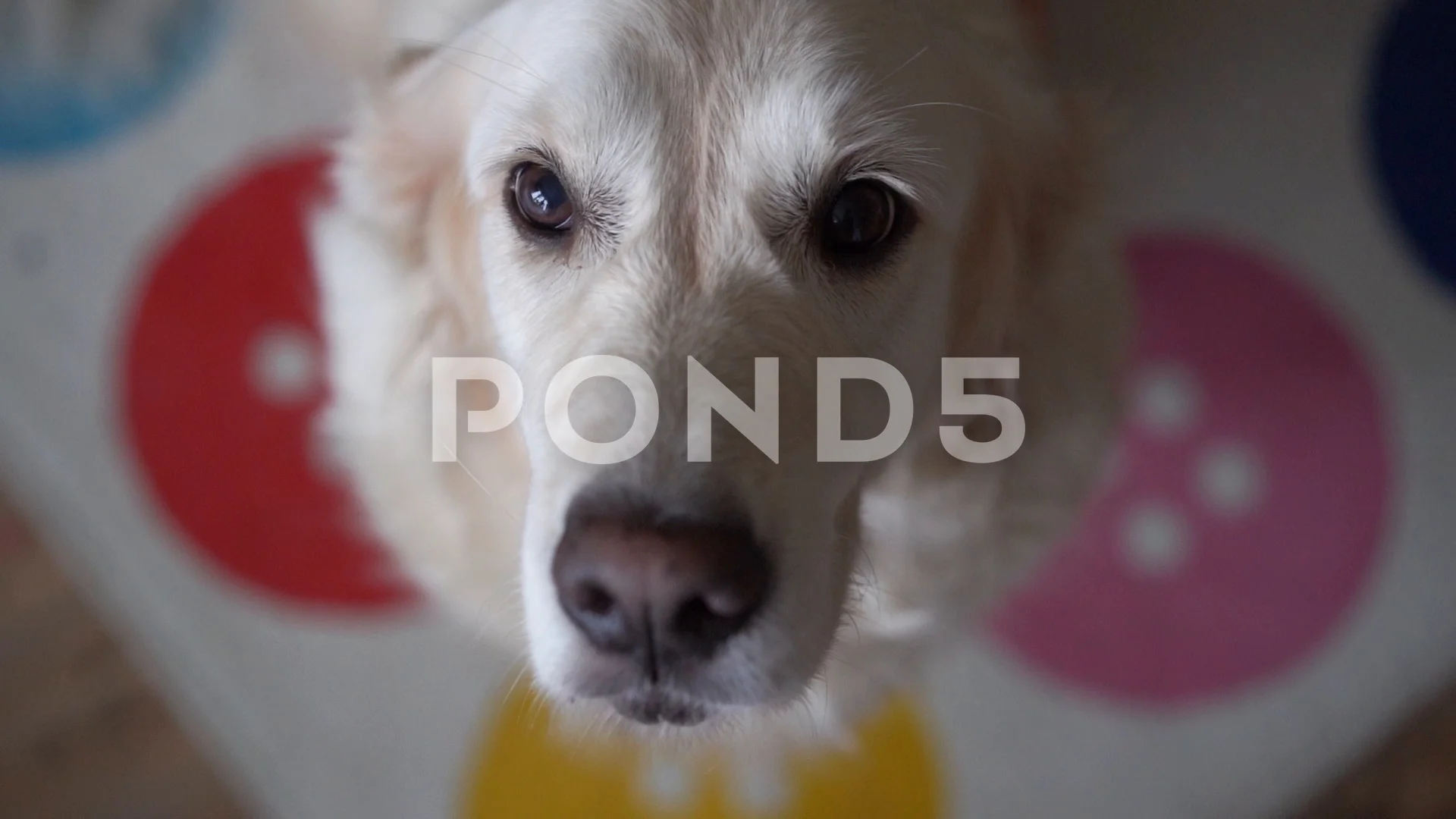 funny slow-motion video - dog golden ret... | Stock Video | Pond5