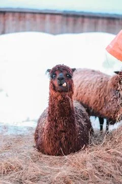 Funny Slpaca with Long Teeth Lying on Straw in a Snow Covered Environment Stock Photos