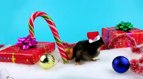 Funny small black rooster in Christmas Decoration, a new year 2017 concept Stock Footage 68704402