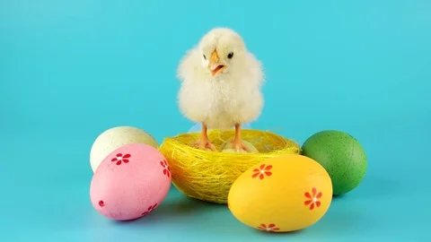 Funny small chicken standing in yellow nest near colorful Easter eggs Stock Footage 72729981