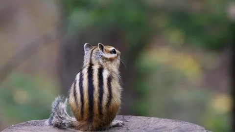 A funny small chipmunk was thinking, sitting on a wooden stump. Stock Footage 294626840