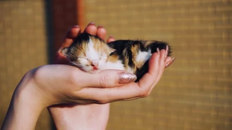 A funny, small kitten is sleeping in the arms of a girl. Comfort, love and care Video stock 89840022