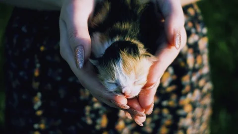 A funny, small kitten sleeps in the hands of a girl. The kitten is basking in Video stock 89840140