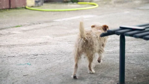 Funny small mongrel dog walking in the yard near the house, light brown dirty Stock Footage 313127541