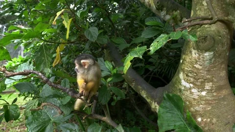Funny small monkey in jungle forest, cute squirrel monkey on tree branch in the Stock Footage 234985053
