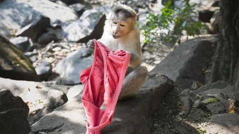 Funny small monkey looking at red underwear Stock-Fotos