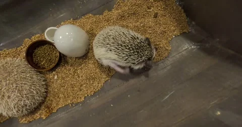 A funny small pet hedgehog is scratching his body with a tiny leg Stock-Footage 255992452