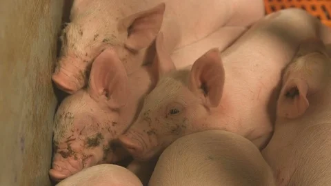 Funny small piglets sleeping on each other under under red lamps in a small room Stock Footage 107609868