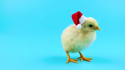 Funny small rooster opens mouth in red Santa Claus hat Stock Footage 68457098