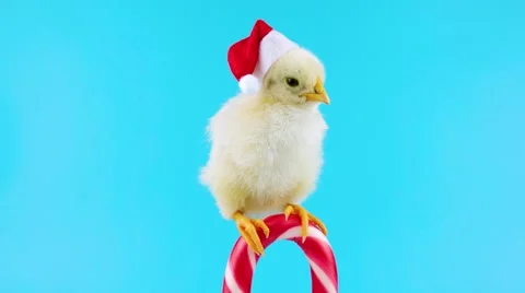 Funny small rooster in red Santa Claus hat on the Christmas candy cane Stock Footage 68833077