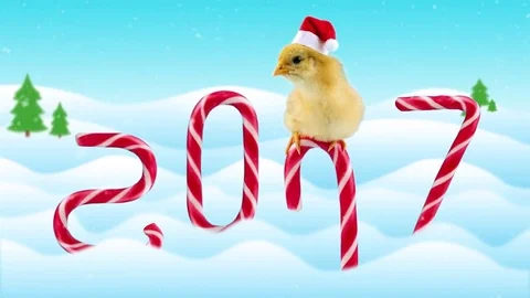Funny small rooster (symbol of new year 2017) sitting on the candy cane Stock Footage 69315312