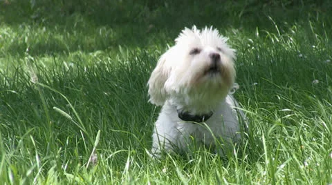 Funny small white dog barking Stock Footage 25105573