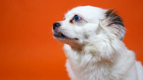 Small orange and white sales dog