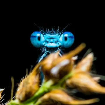 Funny Smiling Blue Dragonfly Insect on Dark Background Stock Photos