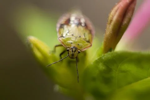Funny smiling green beetle Nezara viridula on flower selective focus Stock Photos