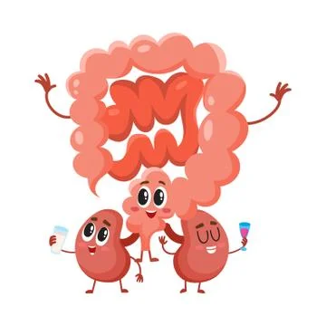 Funny, smiling human bowels and kidneys characters, digestive system 스톡 일러스트