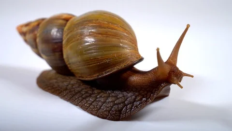 Funny snail looks around Stock Footage 111438846