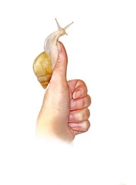 Funny snail sitting on his thumb Stock Illustration