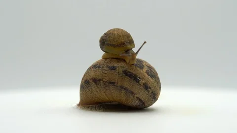 Funny snails playing. Small snail climbing up and showing antennae Video stock 109416373