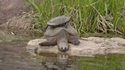 Funny Snapping Turtle Animal Resting Basking with Painted Turtle On Back on Rock Stock Footage 134503253