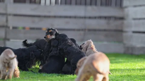 Funny spaniel puppies playing with their mom at home, adorable 4K slow motion Stock Footage 334446617