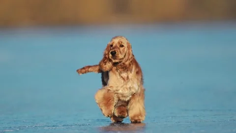 Funny spaniel running on ice, playful, full of energy and joy in winter scenery. Stock Footage 304618942