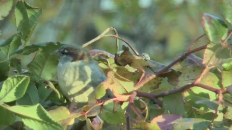Funny sparrow, close-up, on a blurred background 스톡 동영상 220170356