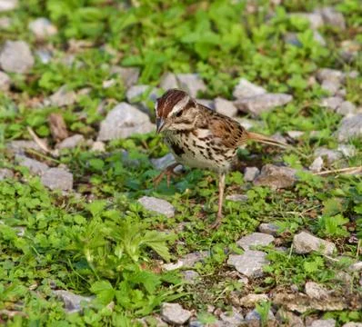 The funny sparrow is going somewhere Stock Photos