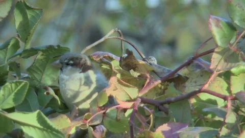 Funny sparrow rotating its head in the leaves, close-up, on a blurred backgr 스톡 동영상 220170345