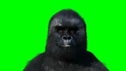 Funny discount gorilla videos