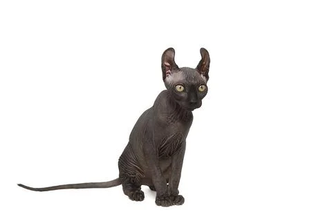Funny sphinx cat looking up, isolated in studio Stock-Fotos