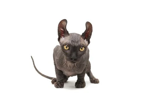 Funny sphinx cat looking up, isolated in studio Stock-Fotos