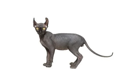 Funny sphinx cat looking up, isolated in studio 库存照片