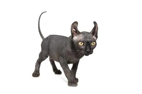 Funny sphinx cat looking up, isolated in studio Stock-Fotos