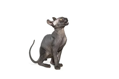Funny sphinx cat looking up, isolated in studio Stock-Fotos