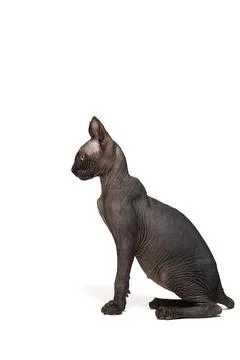 Funny sphinx cat looking up, isolated in studio Stock-Fotos