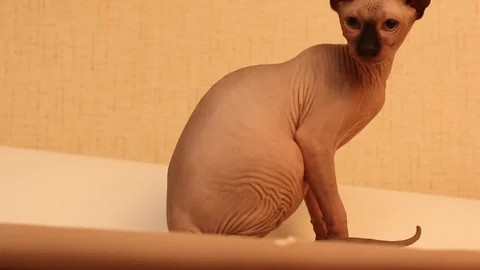 Funny sphinx cat playng with white paper background. Stock Footage 97753129