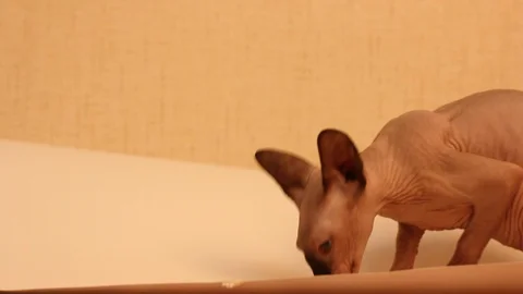 Funny sphinx cat playng with white paper background. Stock Footage 97753201