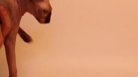 Funny sphinx kitten play with man hand. Stock Footage 97753234