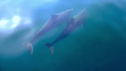 Funny Spinner Dolphins move through sea water playing and make flips in water Stock Footage 73805779